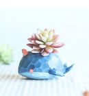 004-nycf-jy Sun-e Durable Whale Succulent