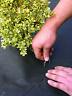 042579814237 Dewitt By Bulk Anchor Pins 042579814237 Dewitt By Bulk Anchor Pins