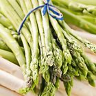 11465 Van Zyverden Asparagus Jersey Giant Roots Edible Garden 0030641114651 11465 Van Zyverden Asparagus Jersey Giant Roots Edible Garden 0030641114651