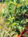 1388-9118 Dewitt Bird Barricade Netting 1388-9118 Dewitt Bird Barricade Netting