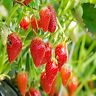 14408261 Hirts Lawncare Delicious Full Session Produce Bare Root 816589377316 14408261 Hirts Lawncare Delicious Full Session Produce Bare Root 816589377316