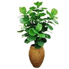 16tfp49 Lcg Florals Fiddle-leaf Fig Tree