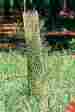 4x24 Norplex Rigid Seedling Protector Tubes 4 X 24 Pk Of 250