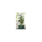 7575 Gardman Usa Climbing Tomato Planter 745487975754 7575 Gardman Usa Climbing Tomato Planter 745487975754