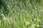 760680312915 Climax Timothy Grass Seeds Pound