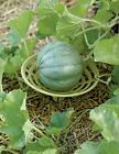 793842434187 Gardeners Supply Company New 793842434187 Gardeners Supply Company New