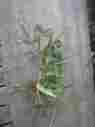800get Augustine St 800 Grass Sprigs Varying Lengths Buy 200 Free