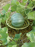 8586837 Gardeners Supply Company Melon And Squash Cradles Set 696395513470 8586837 Gardeners Supply Company Melon And Squash Cradles Set 696395513470