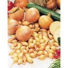 94683 Ebenezer Yellow Onion Set Deer Rabbit Resistant Package 0192665002953 94683 Ebenezer Yellow Onion Set Deer Rabbit Resistant Package 0192665002953