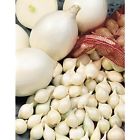 94684 White Onion Set Deer Rabbit Resistant Full Sun 0192665002946 94684 White Onion Set Deer Rabbit Resistant Full Sun 0192665002946