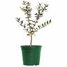 Arbequinaolivetree Apeplants Live Arbequina Olive Tree Produces Delicious 742711541143