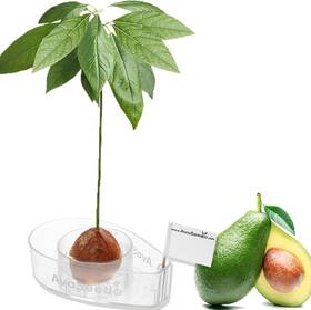 Avoseedo 726084301016 Avocado Tree Growing Kit Clear Practical Gifts For Women Mom Sister And Best