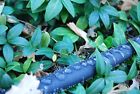Bgn8msy7il Gilmour Flat Hose Foot New 716080038184 Bgn8msy7il Gilmour Flat Hose Foot New 716080038184