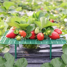 D241014052000s0dpun Cnnik Strawberry Plant Support 10 Pack Raised Grid Square Pcs Green