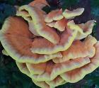 Cow100 Chicken Woods Rainbow Seeds And Supply Of The Mushroom Plug Spawn 100 Plugs Laetiporus Sulphureus Grow Cow100 Chicken Woods Rainbow Seeds And Supply Of The Mushroom Plug Spawn 100 Plugs Laetiporus Sulphureus Grow