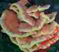 Cow50 Chicken Woods Rainbow Seeds And Supply Of The Mushroom Plug Spawn 50 Plugs Laetiporus Sulphureus Grow Cow50 Chicken Woods Rainbow Seeds And Supply Of The Mushroom Plug Spawn 50 Plugs Laetiporus Sulphureus Grow