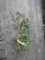 Does44x44 Augustine St Lawn Grass Buy 1500 Pieces Get 2000 Area At 1 Foot Does44x44 Augustine St Lawn Grass Buy 1500 Pieces Get 2000 Area At 1 Foot