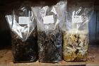 Earth Root Farm Oyster Mushroom Growing Kit 3 Pounds Block Starts To Grow In Less Than 4 Days 701304087215