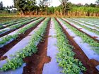 Grower S Solution Silver Metallic Plastic Mulch 4 Ft X 50 1.0 Mil Embossed By Growerssolution 632963058004