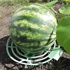 Growerology Melon Squash And Pumpkin Cradles Raises Produce Off Of Soil Set 12 Suppor 724933517564