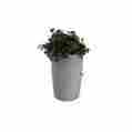 Imp-l50-lig Good Ideas Impressions 50 Gal 818755010591 Imp-l50-lig Good Ideas Impressions 50 Gal 818755010591