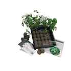 Kitchen Garden Indoor Culinary Herb Starter Kit 757281800255