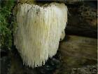 Lm100 Rainbow Seeds And Supply Lm100 Rainbow Seeds And Supply