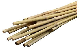 Smg12029 Miracle-gro Bamboo Plant Stakes 2-ft. 12-pk. Quantity 1 Smg12029 Miracle-gro Bamboo Plant Stakes 2-ft. 12-pk. Quantity 1
