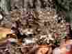 Mtk100 Earth Root Farm Maitake Mushroom Mycelium Block Outdoor Grow Kit Hen Of The Woods Organic Mtk100 Earth Root Farm Maitake Mushroom Mycelium Block Outdoor Grow Kit Hen Of The Woods Organic