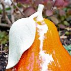 N-a Alpine Ceramic Pear Ornament 0821559407979 N-a Alpine Ceramic Pear Ornament 0821559407979