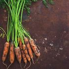 N-a Mountain Valley Seed Company Little Finger Carrot Seeds 0740006011371 N-a Mountain Valley Seed Company Little Finger Carrot Seeds 0740006011371