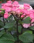 N-a Proven Winners Abracadabra Star Hydrangea Flowering Shrub 0710465505988