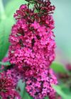 N-a Proven Winners Buddleia Miss Molly Butterfly Bush Sangria 0710465506206 N-a Proven Winners Buddleia Miss Molly Butterfly Bush Sangria 0710465506206