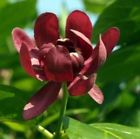 N-a Proven Winners Calycanthus Aphrodite Sweetshrub Fragrant Pot 0710465506213 N-a Proven Winners Calycanthus Aphrodite Sweetshrub Fragrant Pot 0710465506213