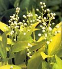N-a Proven Winners Chardonnay Pearls Deutzia Gracilis Duncan Shipping 0710465506930