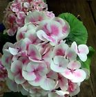 N-a Proven Winners Cityline Mars Hydrangea Macrophylla Long Lasting 0710465506954