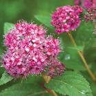 N-a Proven Winners Double Play Pink Spiraea Pot Free 0710465506411