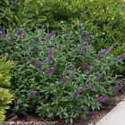 N-a Proven Winners Miss Violet Butterfly Bush Pot Buddleia 0710465506268 N-a Proven Winners Miss Violet Butterfly Bush Pot Buddleia 0710465506268