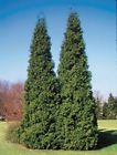 N-a Proven Winners Spring Grove Western Arborvitae Thuja Plicata 0710465506817