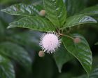 N-a Proven Winners Sugar Shack Cephalanthus Occidentalis Smcoss Ppaf 0710465506596