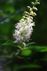 Pp21 N-a Proven Winners Sugartina Clethra Alnifolia Crystalina 0710465506619