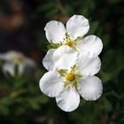 N-a Proven Winners White Happy Face Bush Cinquefoil Potentilla 0710465506541