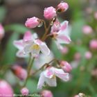 N-a Proven Winners Yuki Cherry Blossom Deutzia Pot Delivery 0710465506565