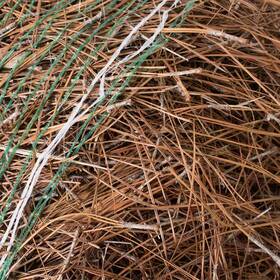National Plant Network 313051512560 Long Leaf Pine Straw Bale