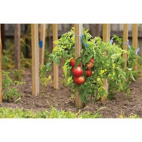 Outdoor Essentials 313055255234 3 Ft. Pine Grade Construction Lawn Garden Plant Stakes 50-pack Outdoor Essentials 313055255234 3 Ft. Pine Grade Construction Lawn Garden Plant Stakes 50-pack
