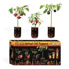 P333 Heat Factory Magic Trio Box Pepper Full Sun Organic Vegetable