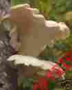 Pho1000 Phoenix Oyster Rainbow Seeds And Supply Special Listing For Kookoo-au 1000 Pho Plugs