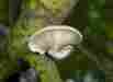 Po100 Pearl Oyster Rainbow Seeds And Supply 100 Organic Mushroom Plugs Gourmet Grow Kit Fast Homegrown Tasty Po100 Pearl Oyster Rainbow Seeds And Supply 100 Organic Mushroom Plugs Gourmet Grow Kit Fast Homegrown Tasty