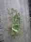 Price1000 Day Augustine 10 Sprigs Marked St 3 Grass Sale