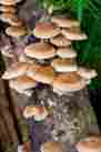 Shk100 Rainbow Seeds And Supply 100 Organic Shiitake Mushroom Plugs Grow Kit Mycelia Seed On Dowels For Logs
